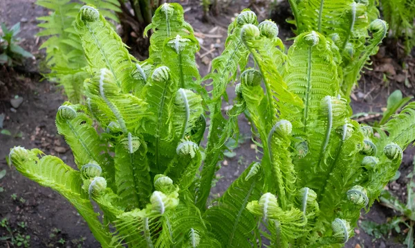 Lockar Unga Gröna Ormbunkar Skjuter Växter Naturen Vårsäsongen Ett Nytt — Stockfoto