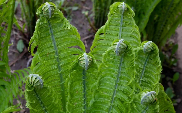 若い緑のシダの苗条のカール 自然界の植物 新しい命だ 緑のカール — ストック写真