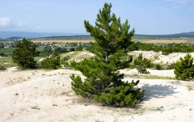 Mavi gökyüzüne ve beyaz kaya oluşumlarına karşı yalnız bir çam ağacı..