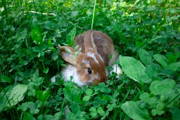 Pequeño Conejo Marrón Esconde Hierba Verde Día Soleado Verano —  Fotos de Stock