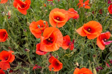 Haşhaş çiçekleriyle dolu bir tarla, hasat. Yaz ve bahar, manzara, haşhaş tohumu. Anma Günü, huzur. Afyon haşhaş bitkisi, ekoloji