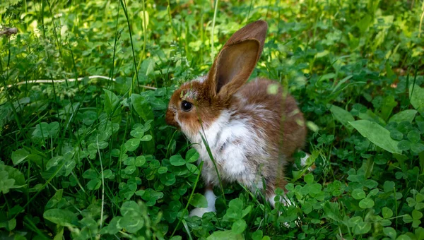 Homely Little Brown Rabbit Hides Green Grass Bright Sunny Summer — Stock Photo, Image