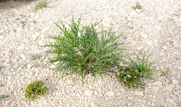 沙漠植物是荆棘 岩石沙漠中的绿灌木 旱地上的绿草 沙漠土壤 夏天的沙漠景观 — 图库照片