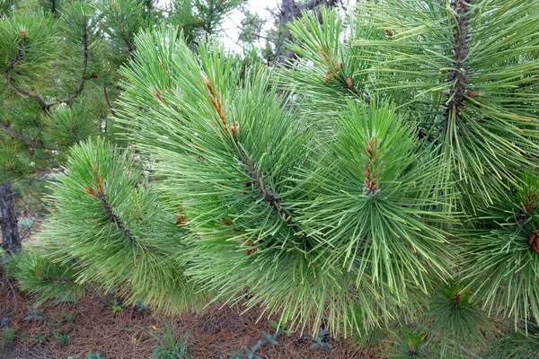 Pine Branches Needles Close Mountain Crimean Pine — Stock Photo, Image