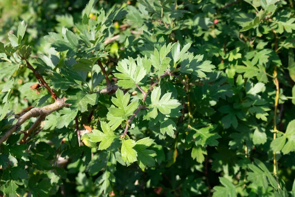 晴れた日に小さな緑の葉を持つホーソンブッシュ — ストック写真