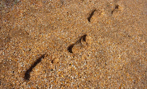 Мінімалістична Сцена Пляжі Відбитками Слідів Піску Невеликих Раковин — стокове фото