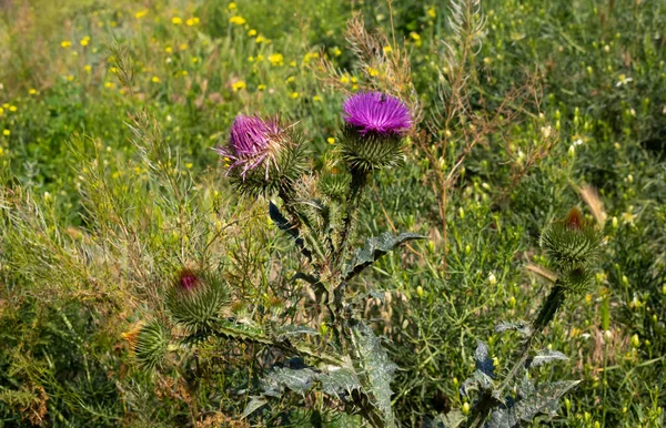 Beautiful Pink Flowers Prickly Green Thistle — Stock Photo, Image