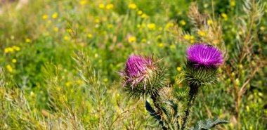 Güzel pembe çiçekler dikenli yeşil devedikeni.