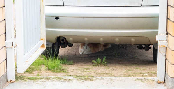 Gato Doméstico Ruivo Está Descansando Sob Carro Escondendo Sol — Fotografia de Stock