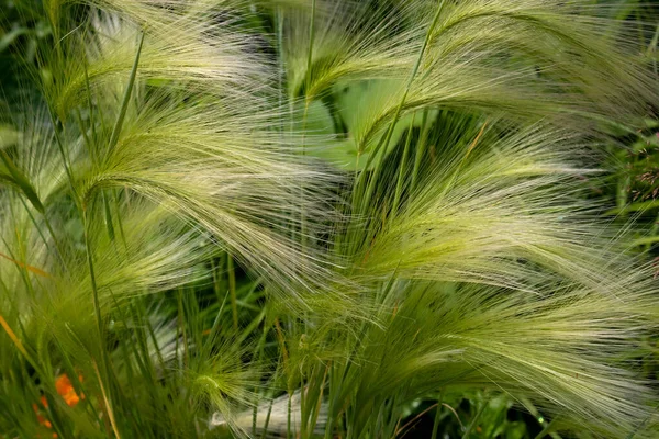 Orge Verte Dans Clairière Hordeum Jubatum — Photo