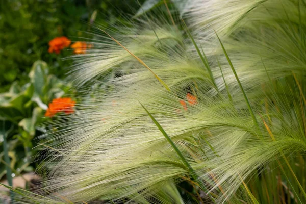 绿大麦在清场 Hordeum Jubatum — 图库照片