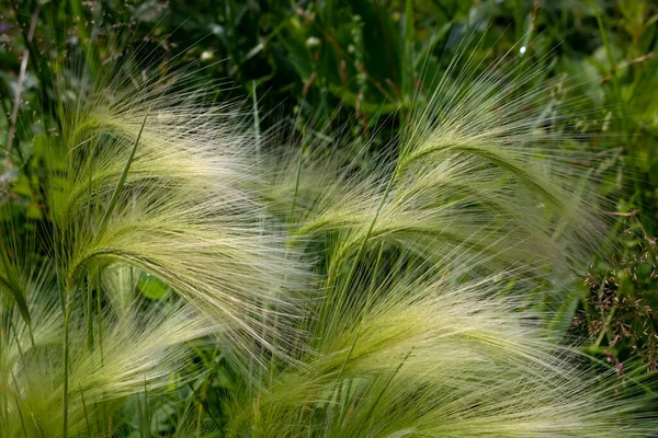 Orge Verte Dans Clairière Hordeum Jubatum — Photo