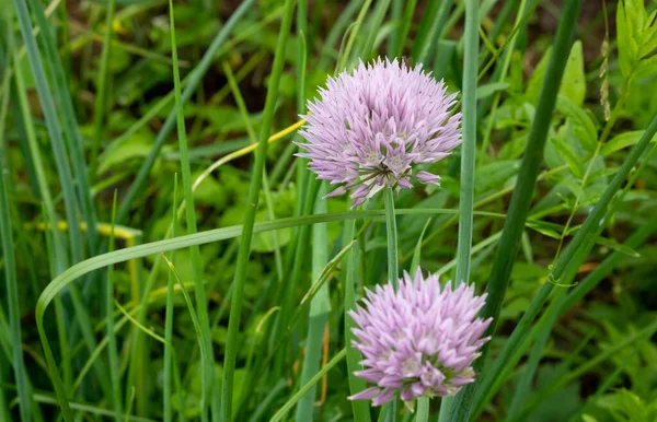 Background Greenery Blooming Lilac Onion — Stock Photo, Image