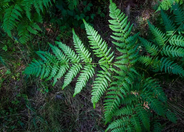 Ormbunke Med Gröna Blad Naturlig Bakgrund Konsistensbakgrund Djungelskogens Vilda Natur — Stockfoto