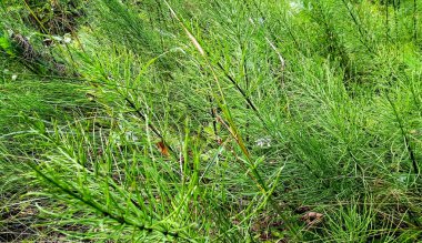 Açık güneşli bir günde açıklıkta at kuyruğu bitkisi..