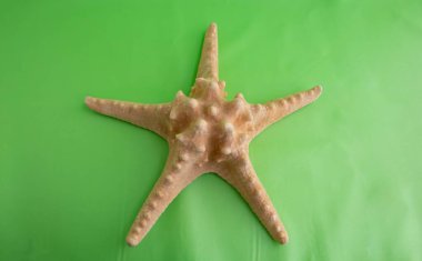 Yeşil arka planda güzel bir denizyıldızı, üst manzara. Plaj nesnesi.