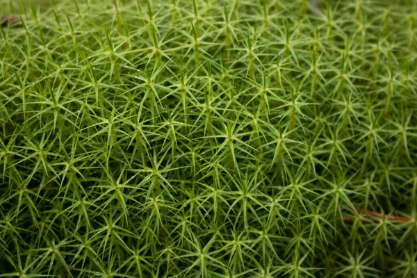 星星苔藓 在露天的美丽的绿色植物的特写镜头 有雨滴的星星苔藓 — 图库照片