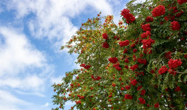 Bacche Rosse Rowan Sui Rami Contro Cielo Blu Autunnale — Foto Stock