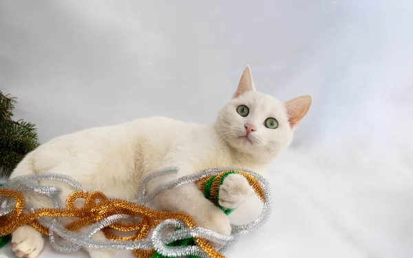 Beyaz bir kedi beyaz bir arka planda, süslü bir süslemenin yanında yatıyor..