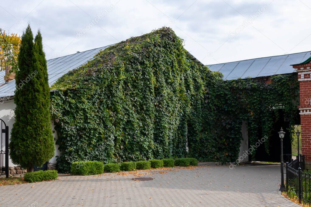 A climbing vine on the facade of a house covered with vertical plants of wild grapes or a green eco-house covered with ivy. The green facade of an eco-house is an evergreen hedge wall overgrown with wild grapes, covered with ivy.