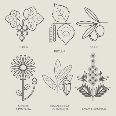 Set of medical plants. clipart