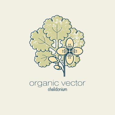 Bir tıbbi bitki celandine vektör görüntüsü.