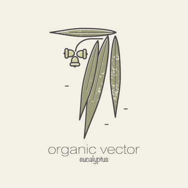 Şifalı bitki - okaliptüs.