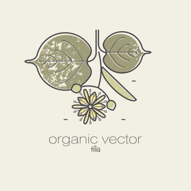 Şifalı bitki - ıhlamur.