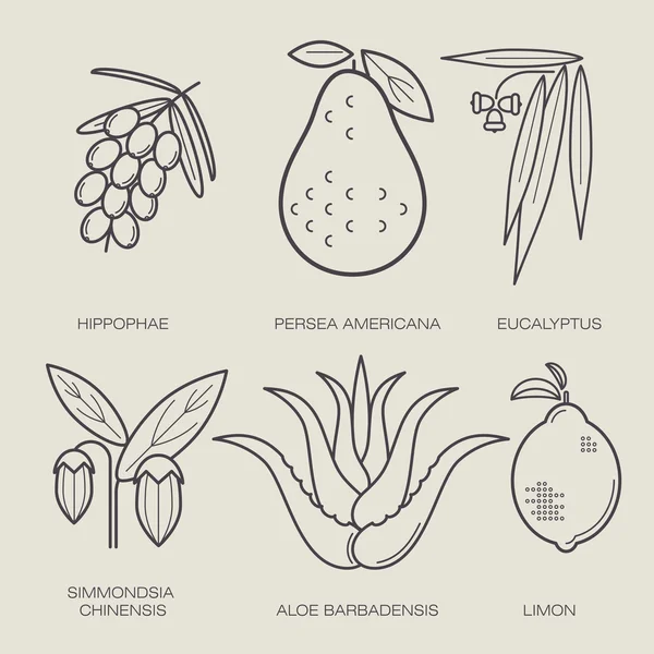 Ensemble de plantes médicales . — Image vectorielle