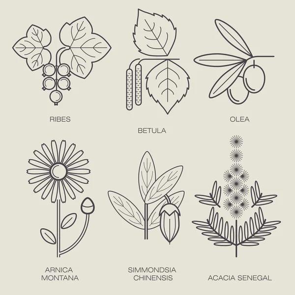 Conjunto de plantas medicinales . — Archivo Imágenes Vectoriales