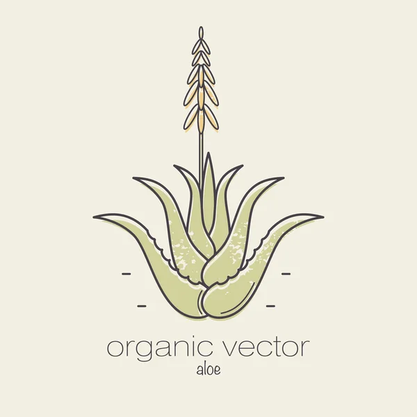 Vektorbild der Aloe-Pflanze. — Stockvektor