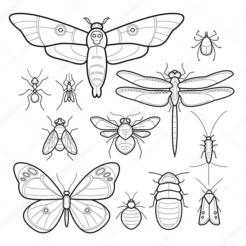 Insects butterfly, moth, dragonfly, bee, fly, moths, cockroaches, bedbugs, mites, ants, mosquitoes, silverfish. Set of vector insects. Collection of insects in modern style mono line. Black and white.