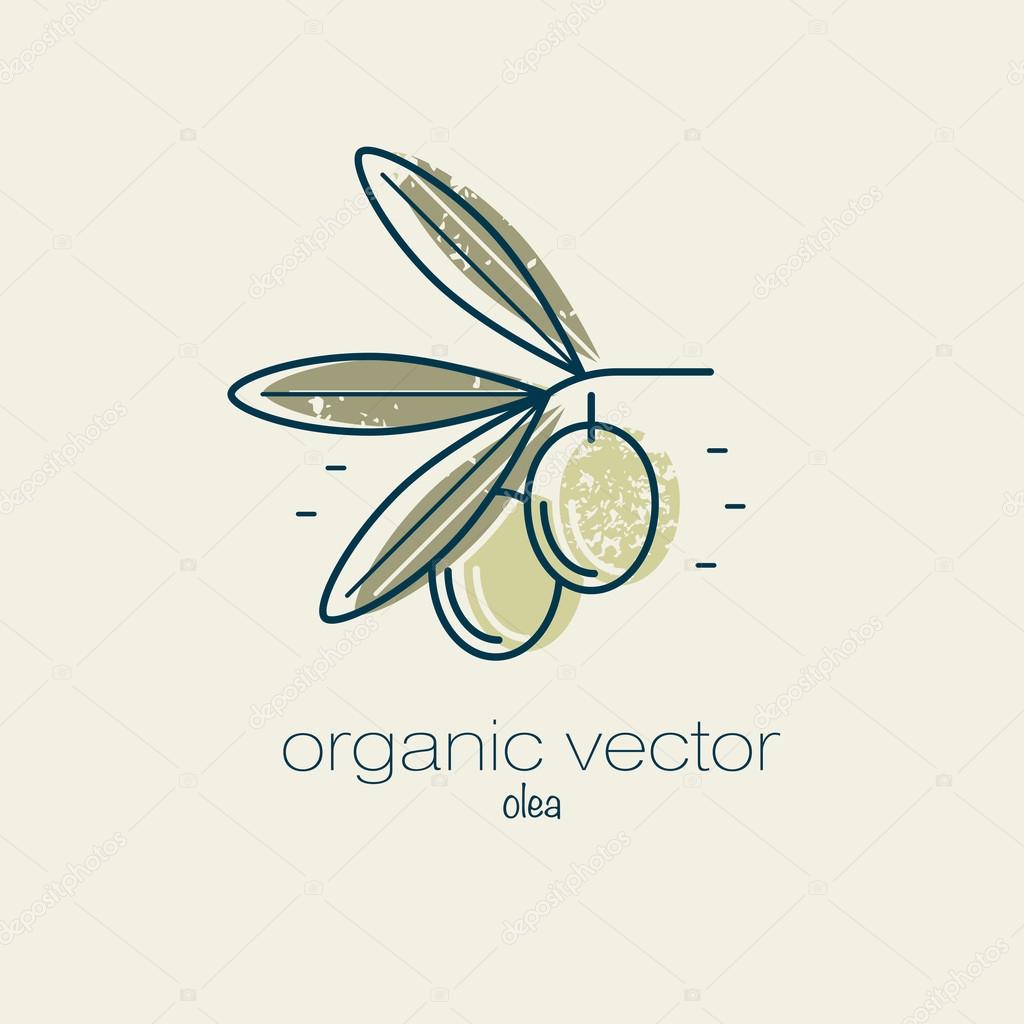 Plant motifs. Plant an olive tree. Vector illustration of a plant used in cosmetics, medicine and cooking. The plant design for packaging, web, creation of goods and services. Modern style mono line.