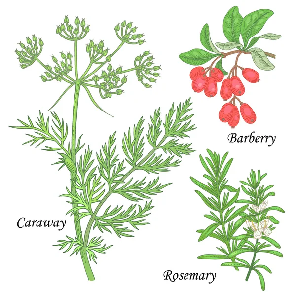 Eine Reihe von Heilpflanzen - Kümmel, Berberitze, Rosmarin. — Stockvektor