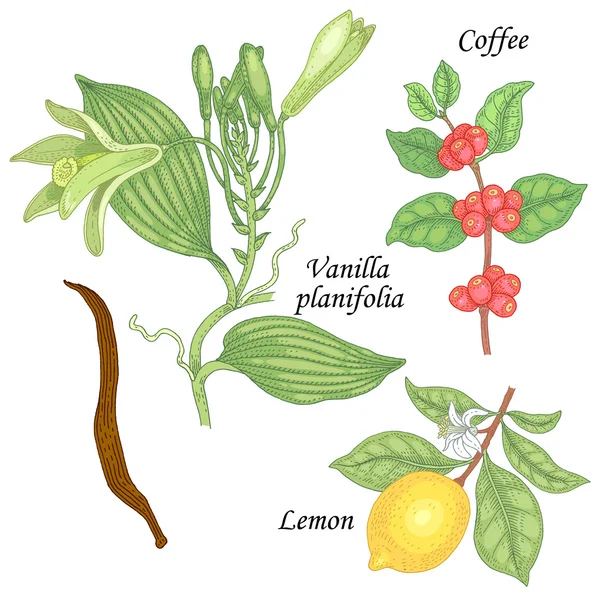 Set de plantes - vanille, citron et café . — Image vectorielle