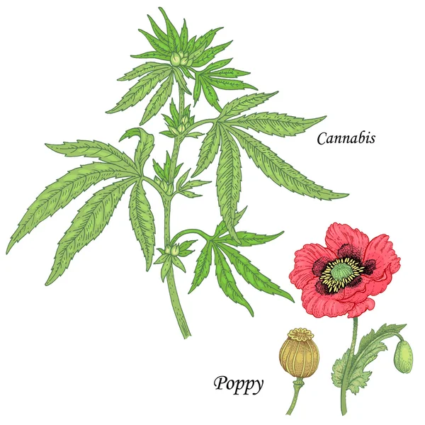 Egy sor gyógynövények-Cannabis, mák. — Stock Vector