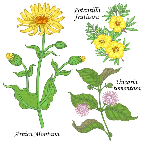 En uppsättning medicinalväxter-Arnica, Potentilla, Uncaria. — Stock vektor