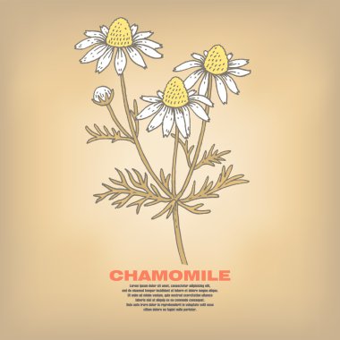 Tıbbi otlar papatya İllüstrasyon.