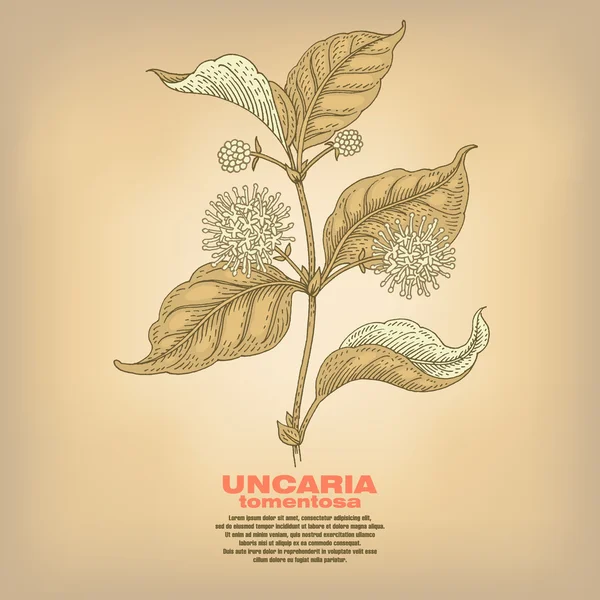 Ilustración de hierbas medicinales Uncaria tormentosa . — Vector de stock