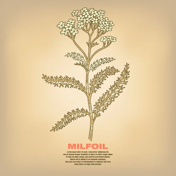 Ilustración de hierbas medicinales Milfoil . — Vector de stock