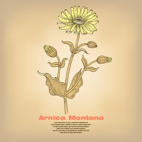 Ilustración de hierbas medicinales Arnica Montana . — Vector de stock