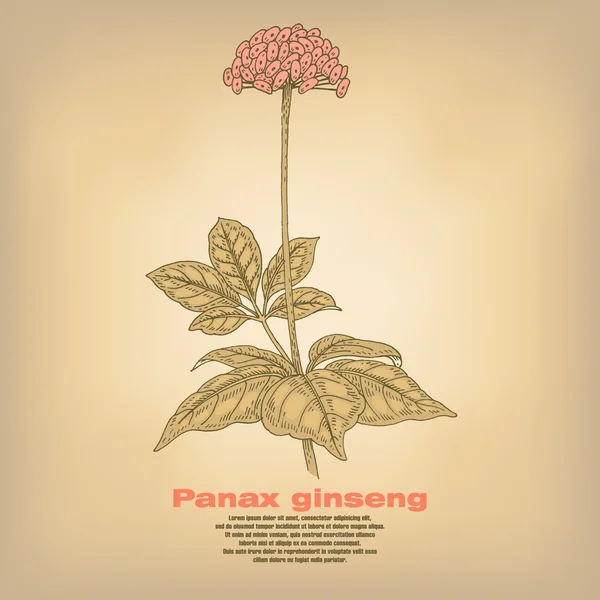 Ilustración de hierbas medicinales Panax ginseng . — Vector de stock