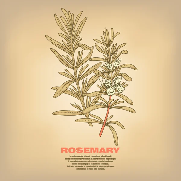Ilustración de hierbas medicinales Romero . — Vector de stock