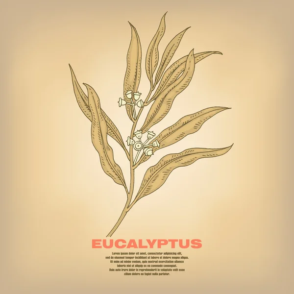 Ilustración de hierbas medicinales Eucalipto . — Vector de stock