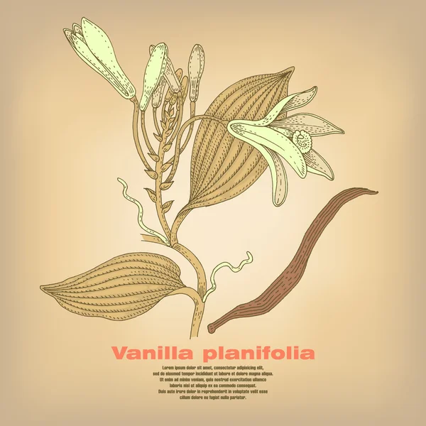 Illustration de plantes de vanille . — Image vectorielle