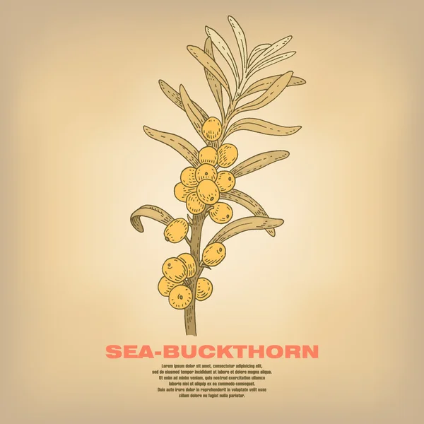 Ilustración de hierbas medicinales Espino cerval de mar . — Vector de stock