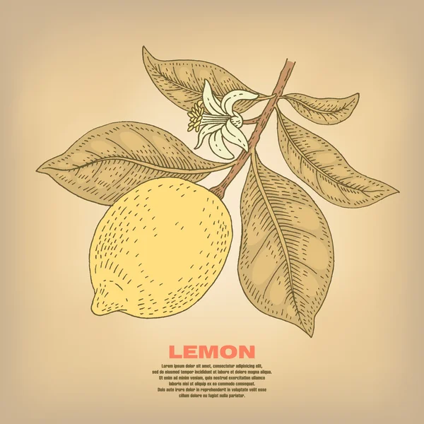 Illustrazione delle piante di limone . — Vettoriale Stock