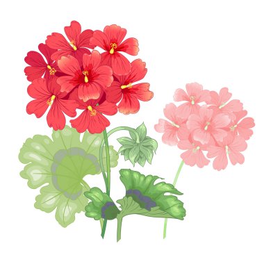 Isolated geranium flower on a white background. clipart
