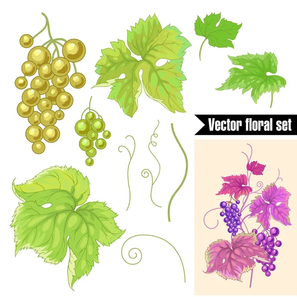 Набір фруктів і листя дикого винограду на білому тлі . — стоковий вектор