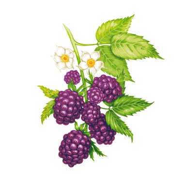 Böğürtlen ile vektör dikişsiz çiçek deseni.